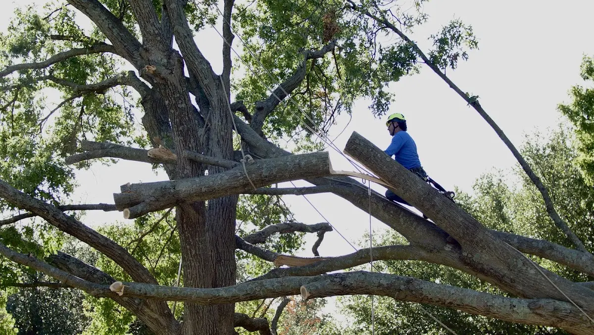 Professional Crown Thinning performed by certified arborists in Cotati