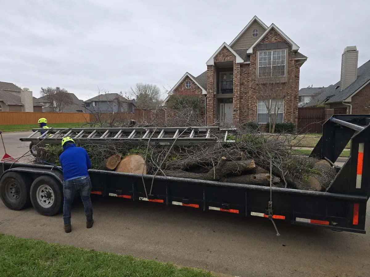 Expert Tree Fertilization with proper safety equipment in Cotati